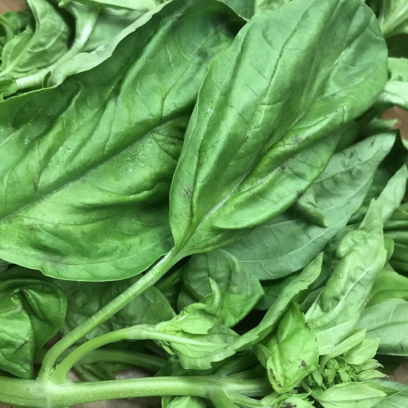 Kale vs. Spinach Kyla